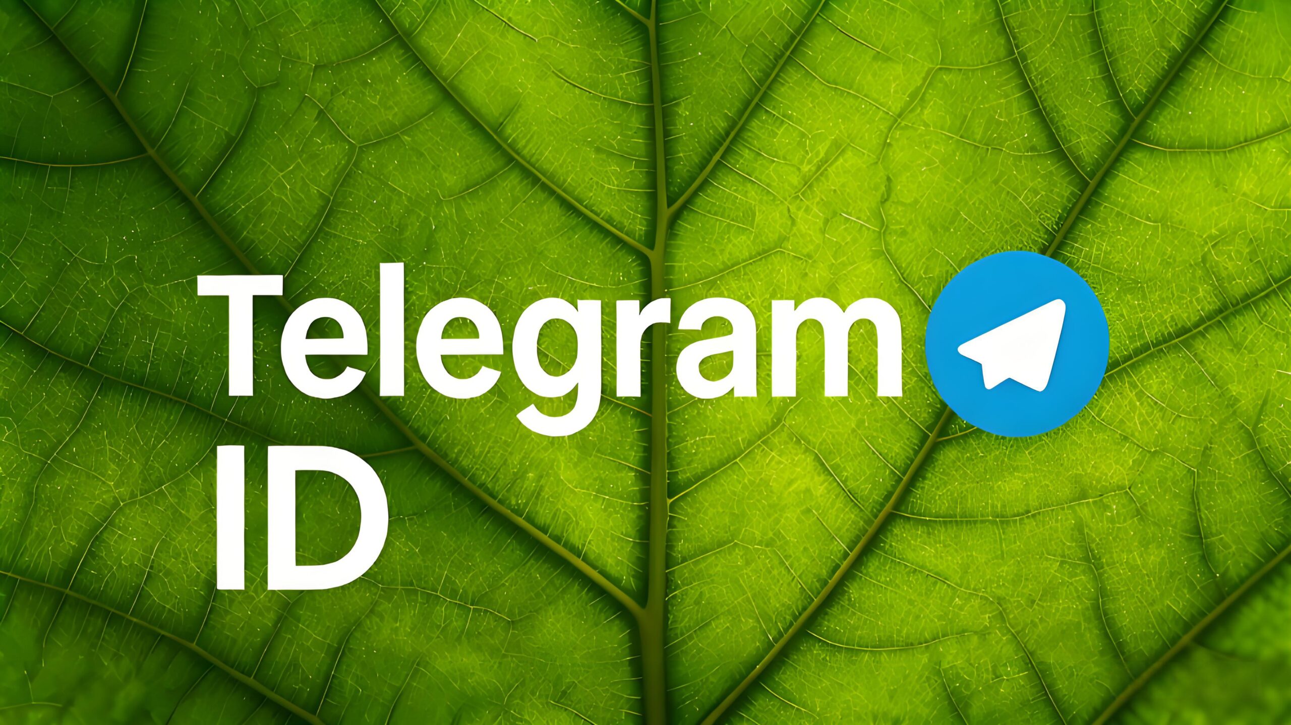 Telegram ID与隐私保护：必知技巧